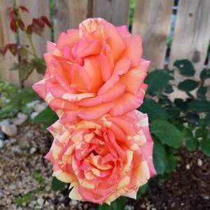 Meet your Posher, Ola